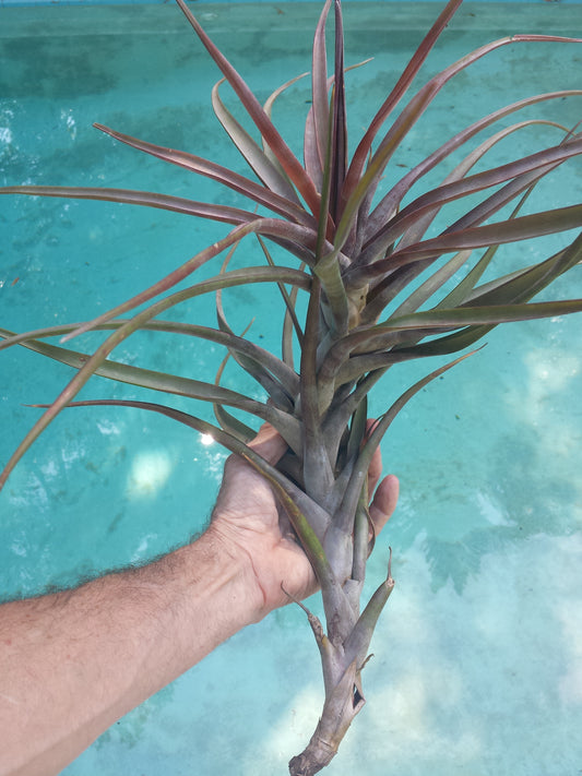 Bromeliad Tillandsia novakii X - large Air Plant