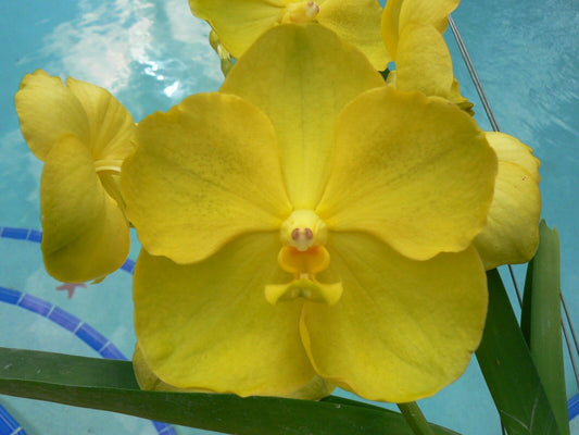 Vanda 3 Plants of Yellow Color Special Pack Exotic Tropic