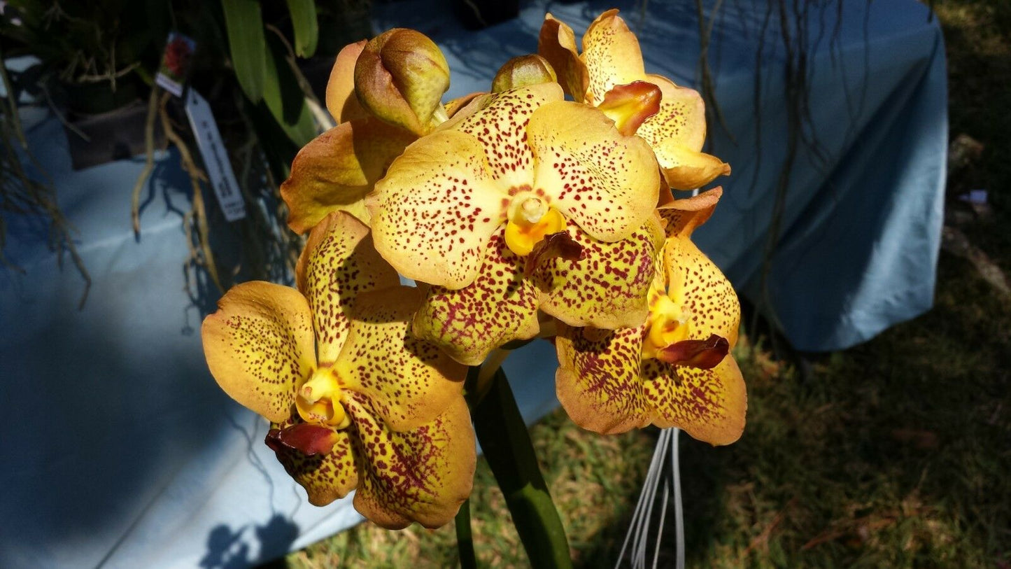 Vanda 3 Plants of Yellow Color Special Pack Exotic Tropic