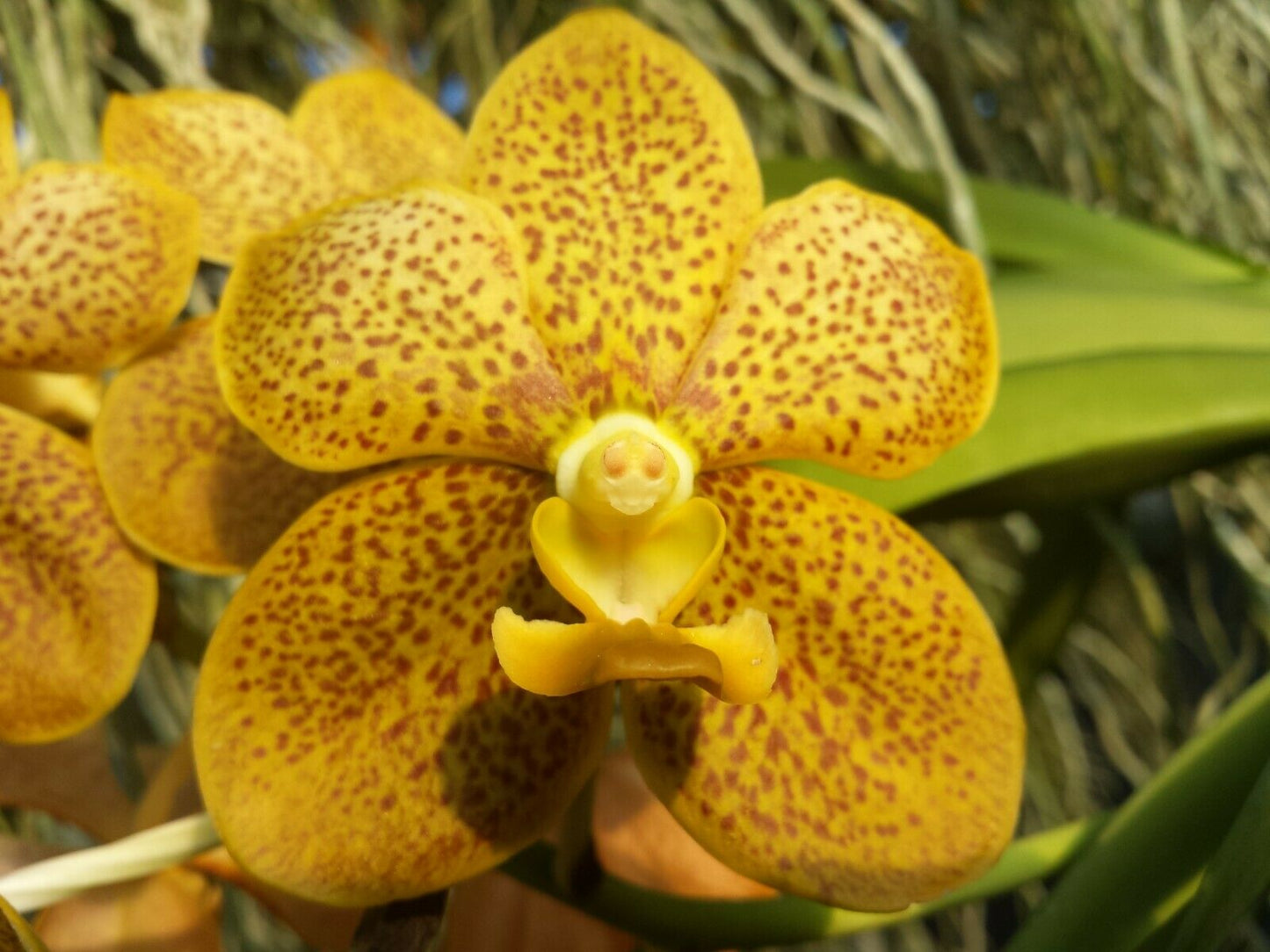 Vanda Various Colors in spike!!!