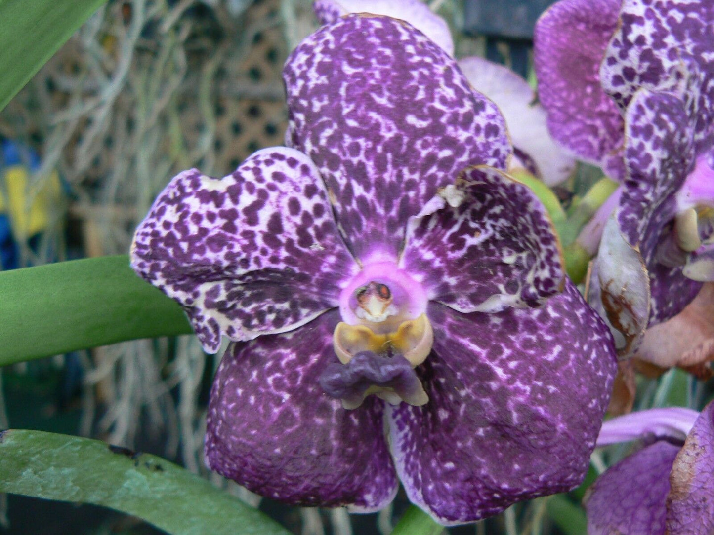 Vanda 3 Plants of Purple Color Special Pack Exotic Tropic
