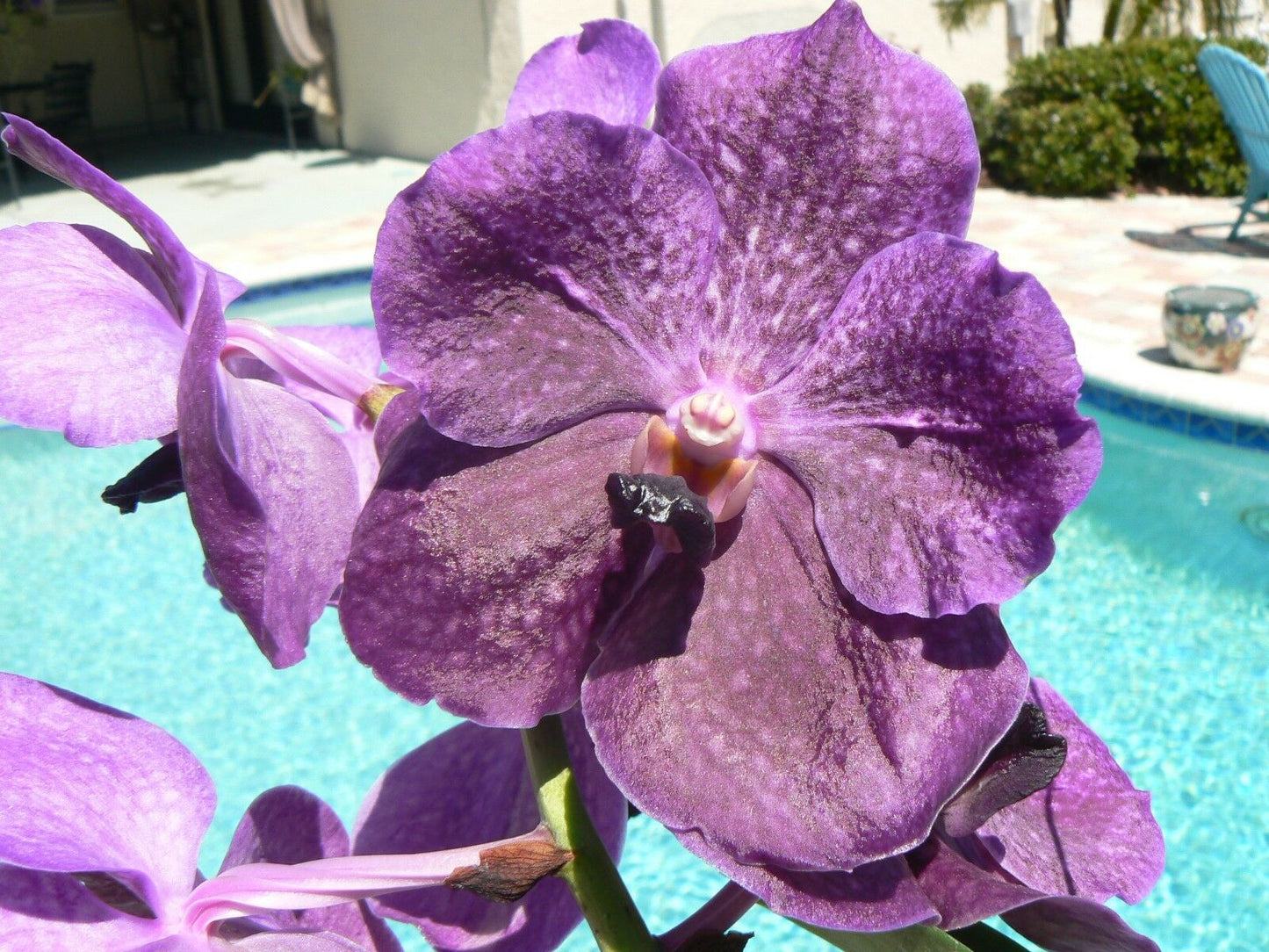 Vanda 3 Plants of Purple Color Special Pack Exotic Tropic