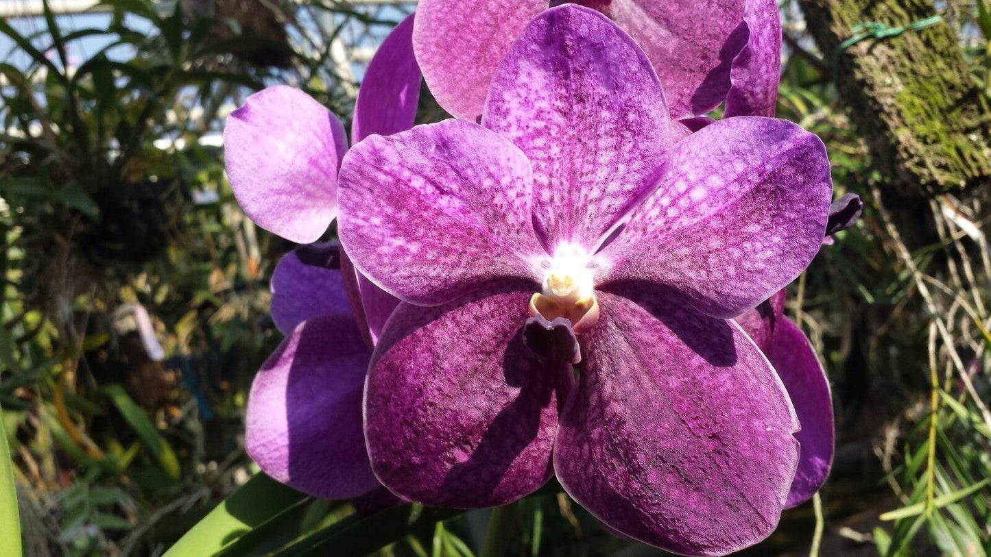 Vanda 3 Plants of Purple Color Special Pack Exotic Tropic