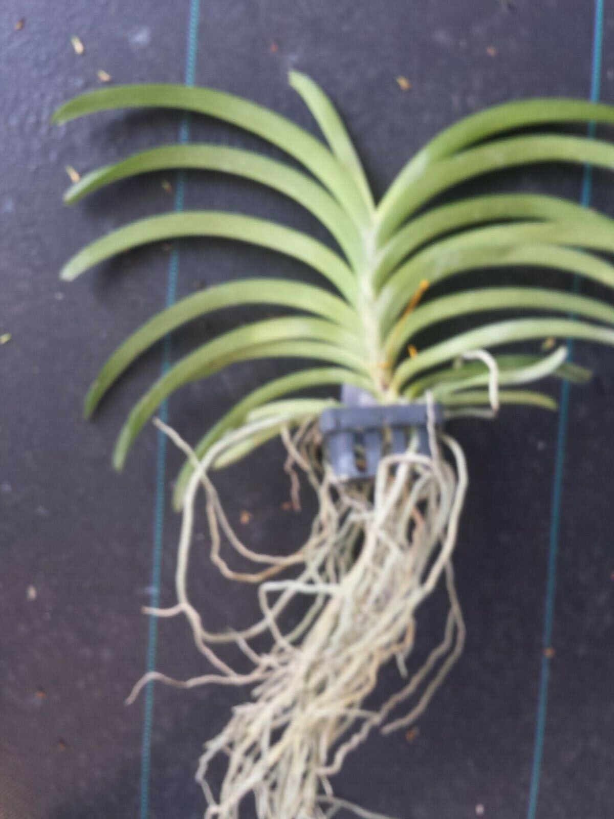 Vanda coerulea Blue Form