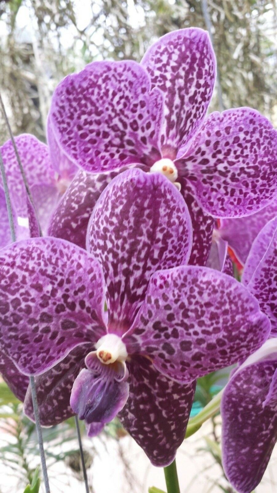 Vanda 3 Plants of Purple Color Special Pack Exotic Tropic