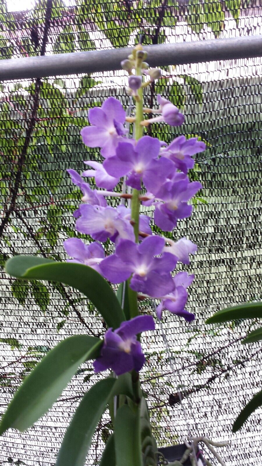 Vanda 3 pack fragrant Mad Happenings Exotic Tropical Hanging Plant