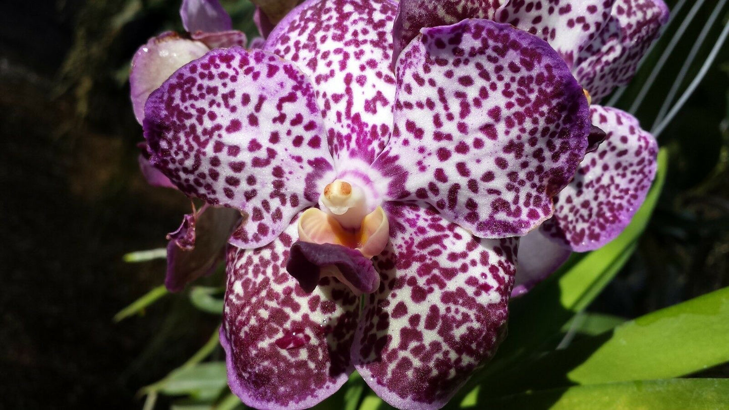 Vanda 3 Plants of Purple Color Special Pack Exotic Tropic