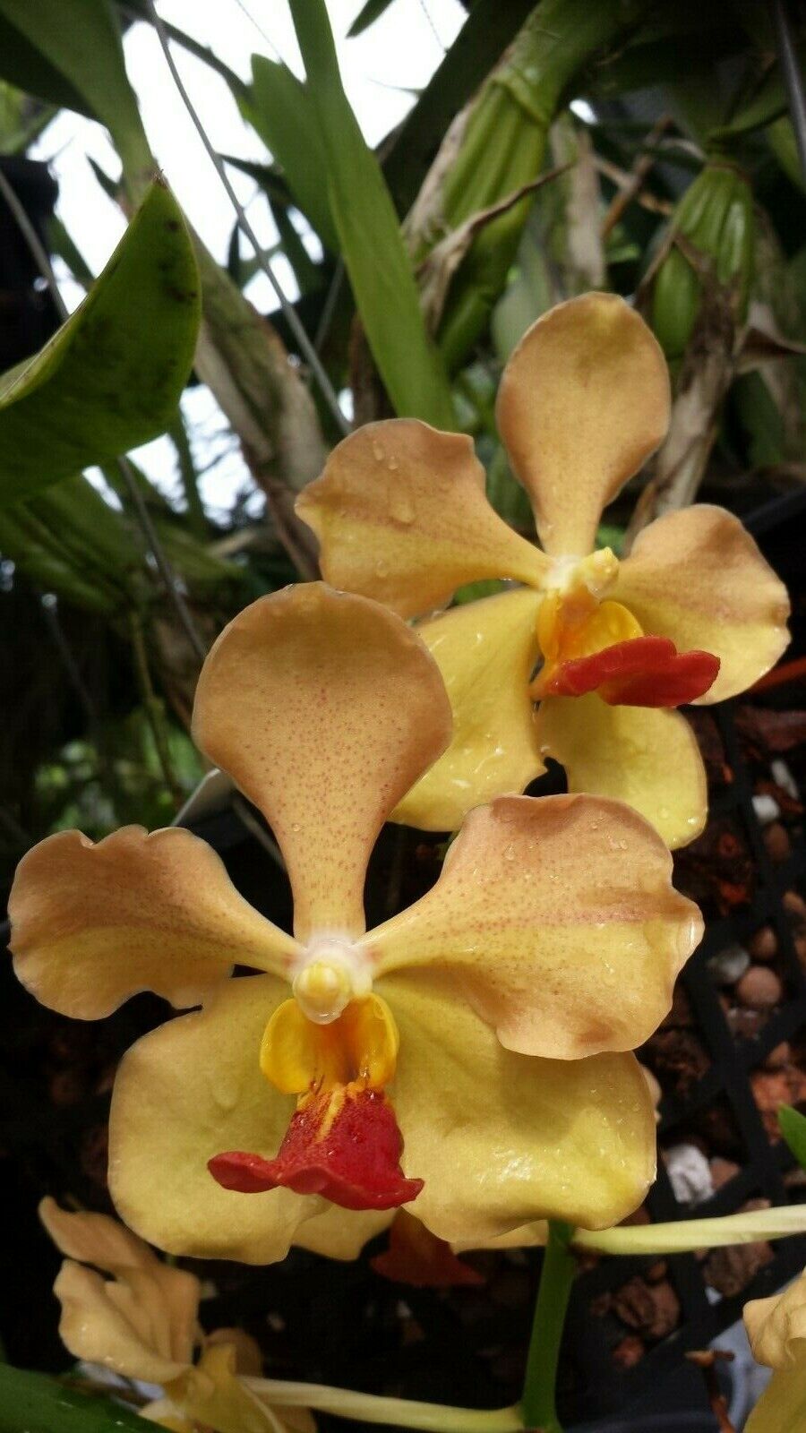 Vanda 3 pack fragrant Mad Happenings Exotic Tropical Hanging Plant