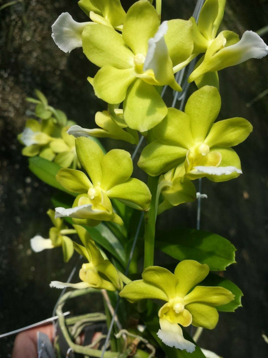 Vanda 4 pack fragrant Mad Happenings Exotic Tropical Hanging Plant