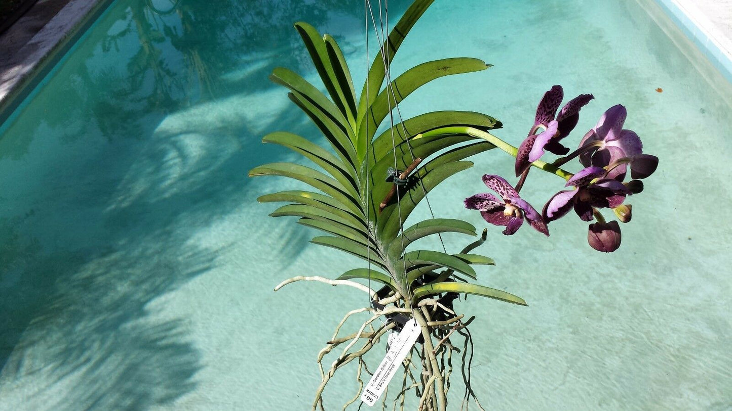 Vanda 3 Plants of Purple Color Special Pack Exotic Tropic