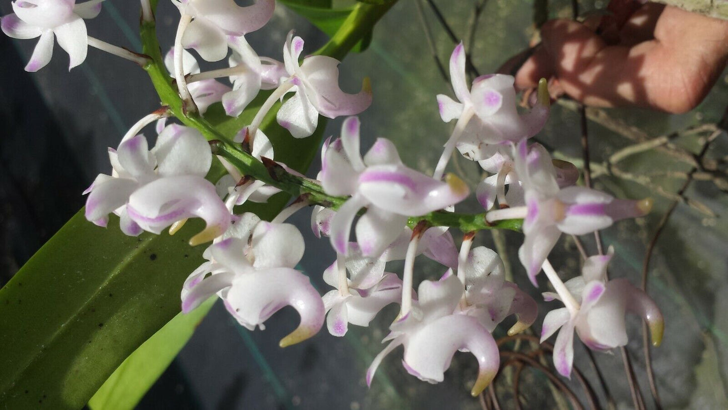 Vanda 4 pack fragrant Mad Happenings Exotic Tropical Hanging Plant
