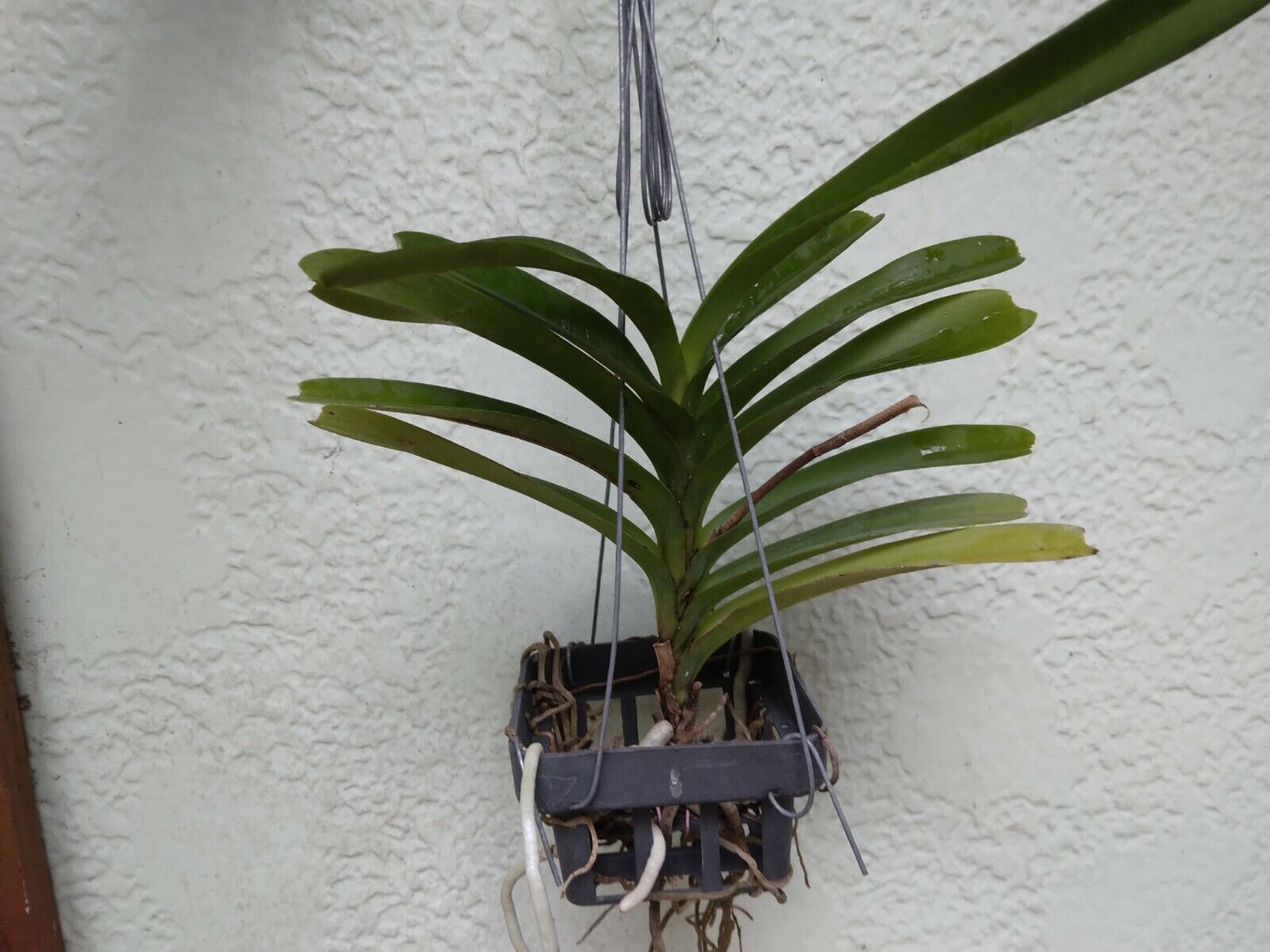 Vanda coerulea Blue Form