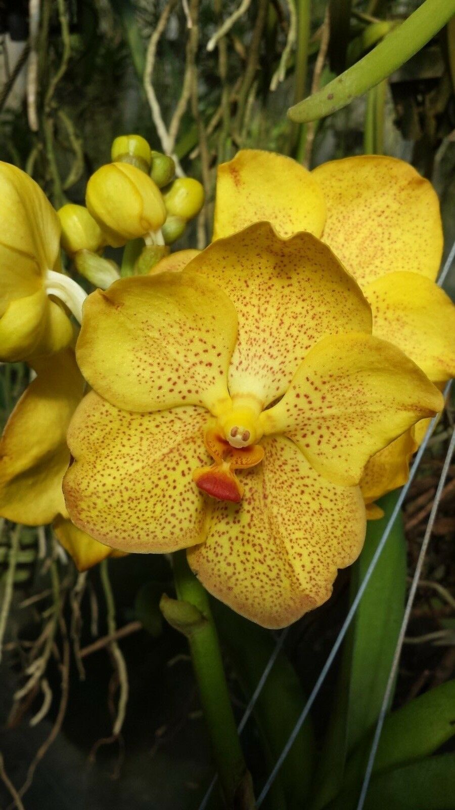Vanda 3 Plants of Yellow Color Special Pack Exotic Tropic