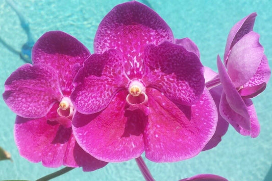 Vanda 3 Plants of Pink Color Special Pack Exotic Tropical