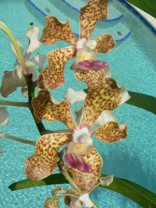 Vanda 3 pack fragrant Mad Happenings Exotic Tropical Hanging Plant