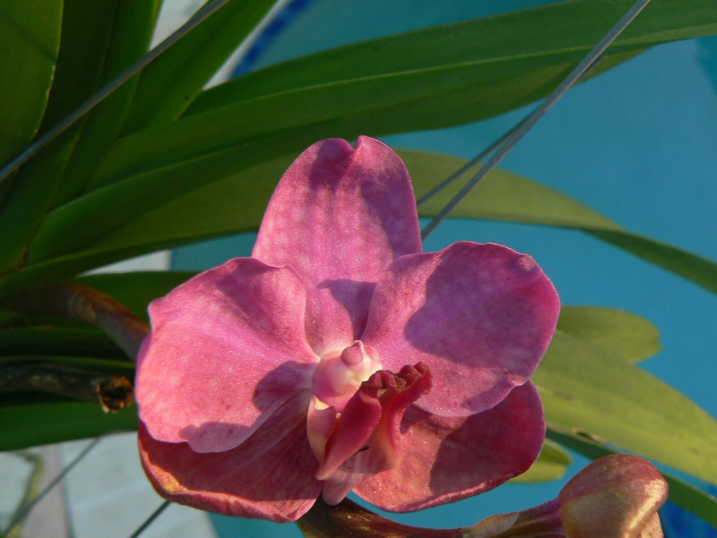 Vanda 3 Plants of Pink Color Special Pack Exotic Tropical