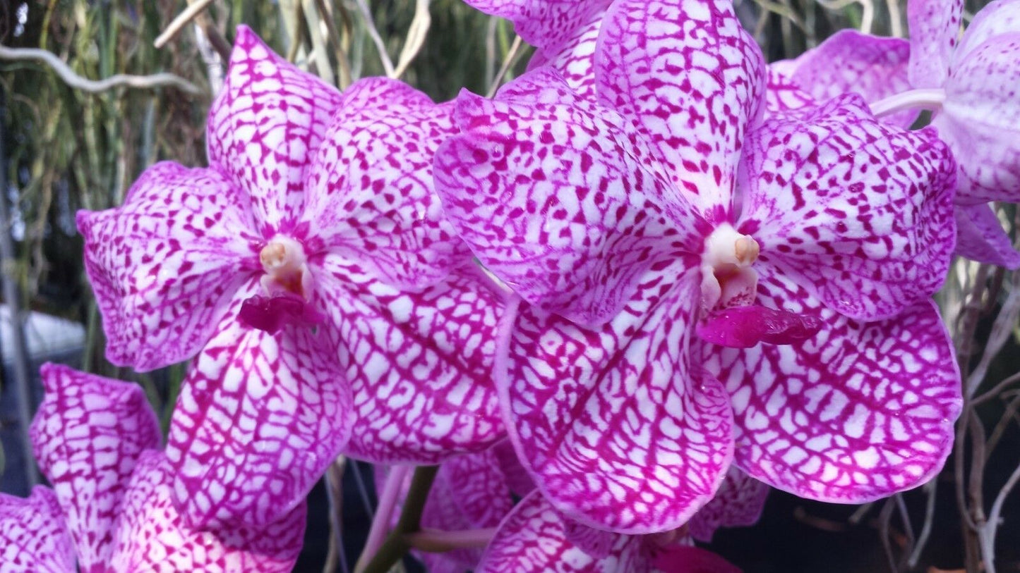 Vanda 3 Plants of Pink Color Special Pack Exotic Tropical