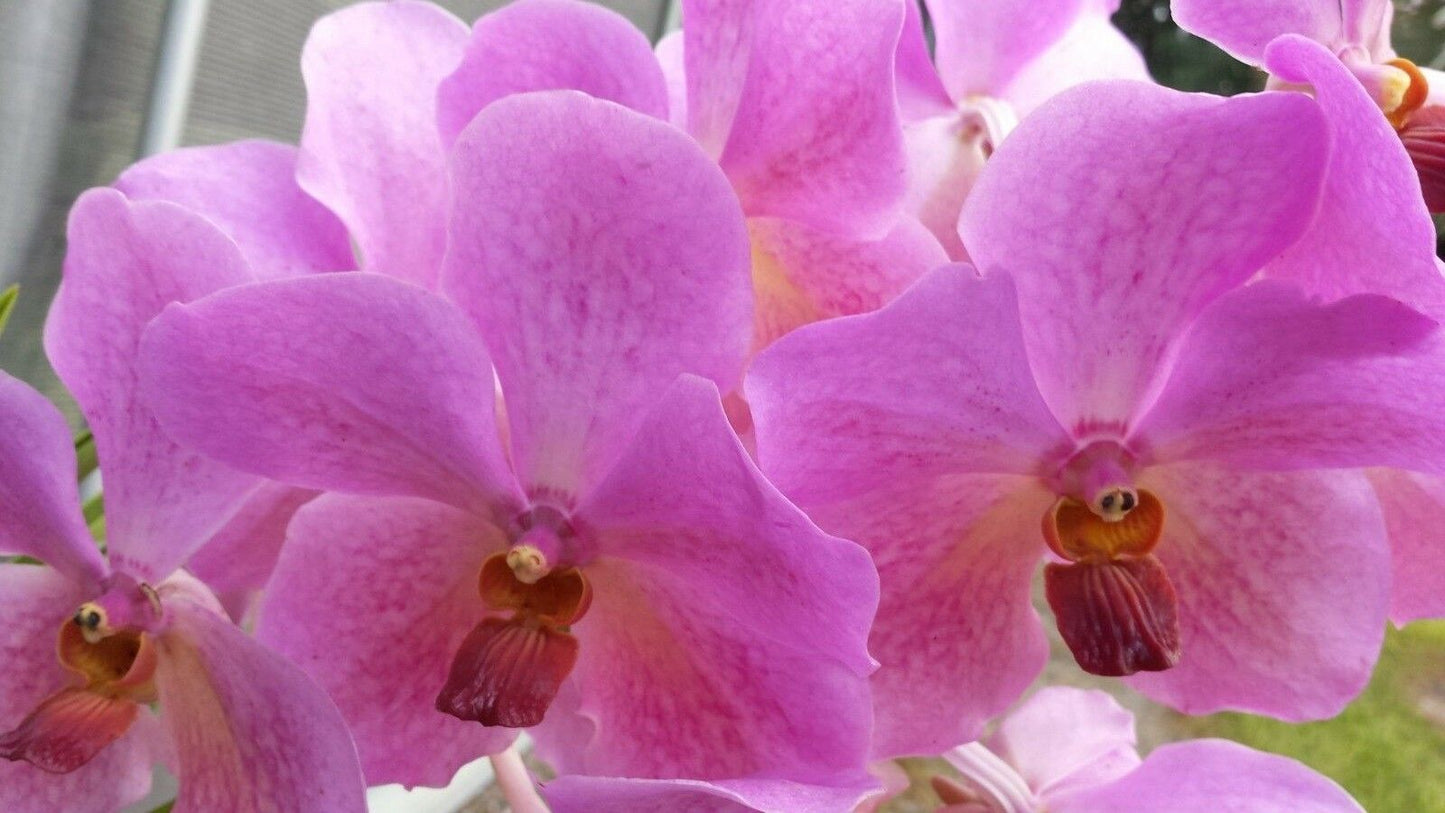 Vanda 3 Plants of Pink Color Special Pack Exotic Tropical