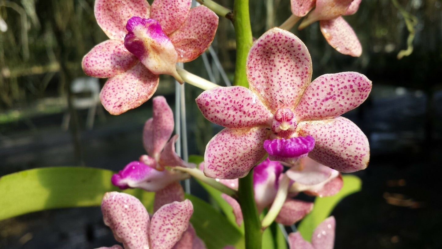 Vanda 3 Plants of Pink Color Special Pack Exotic Tropical