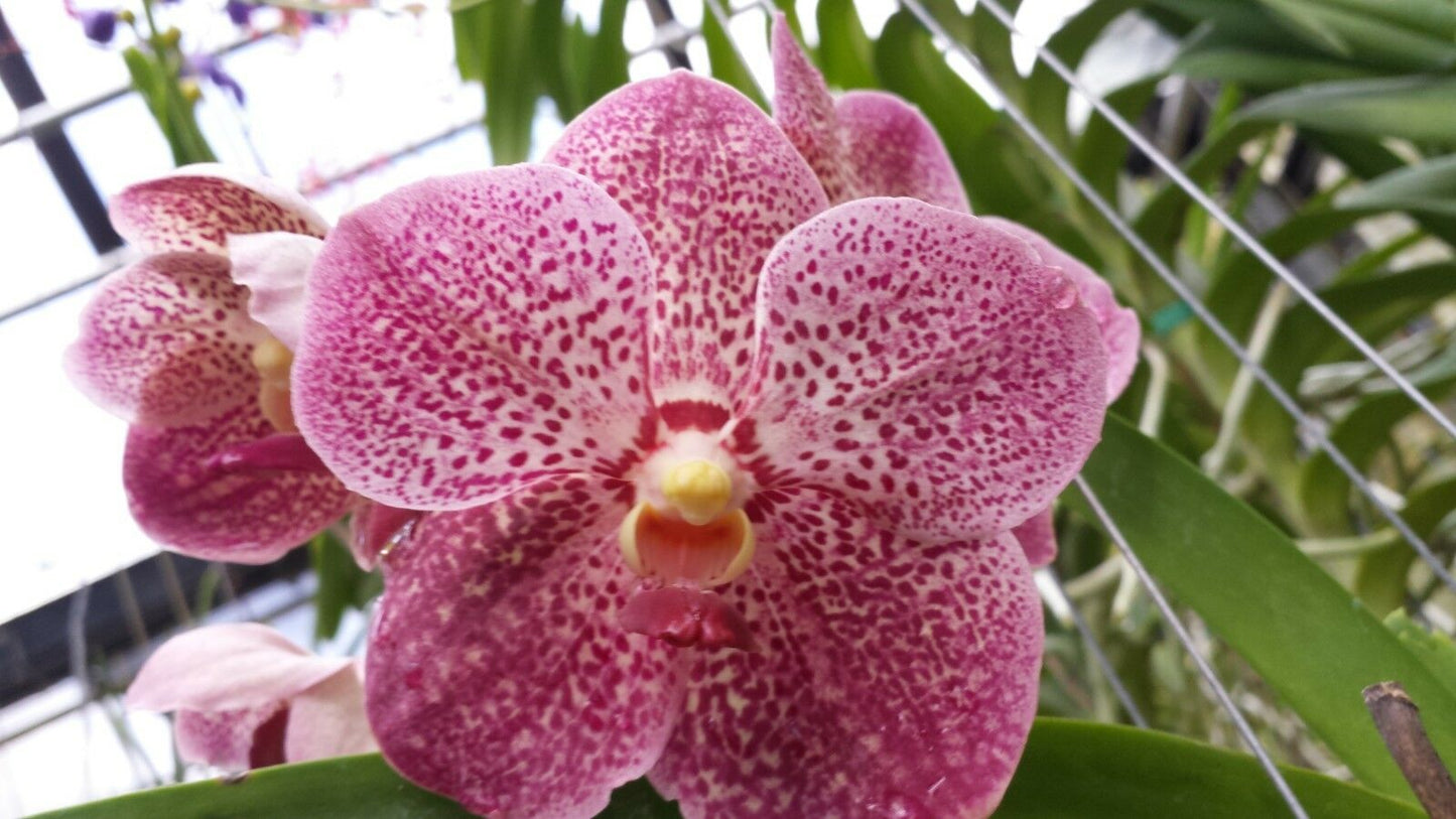 Vanda 3 Plants of Pink Color Special Pack Exotic Tropical
