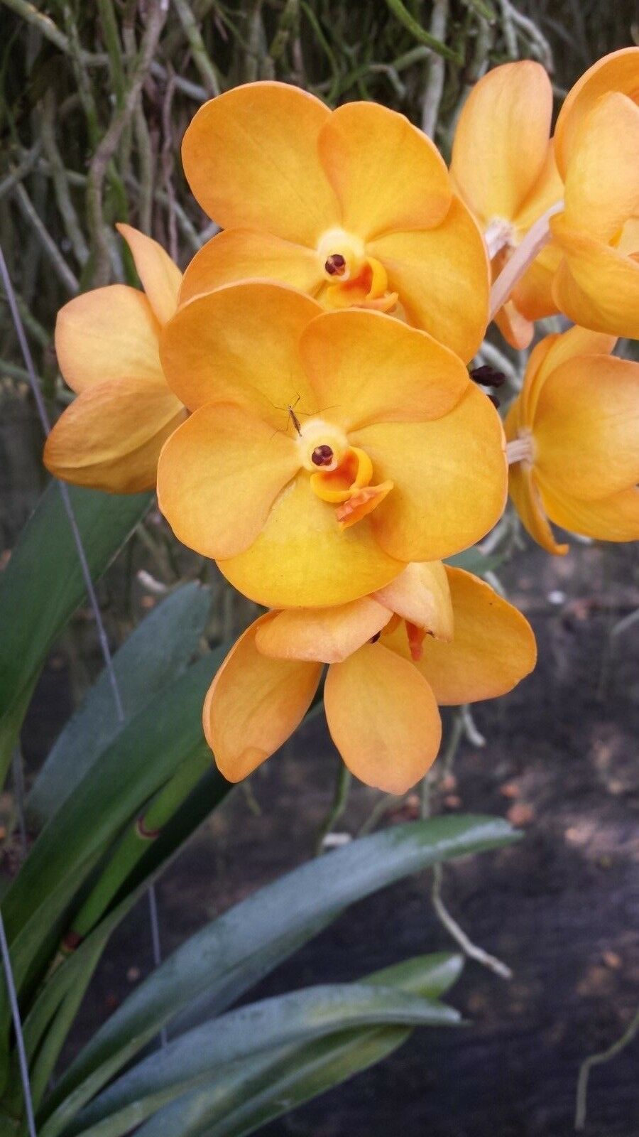 Vanda 3 Plants of Yellow Color Special Pack Exotic Tropic