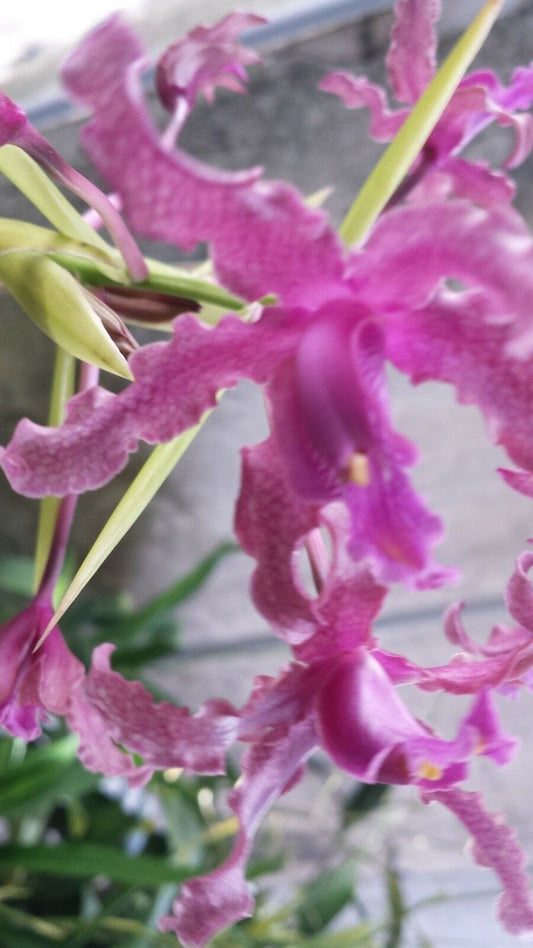 Vanda 3 Plants of Two Tone Color Special Pack