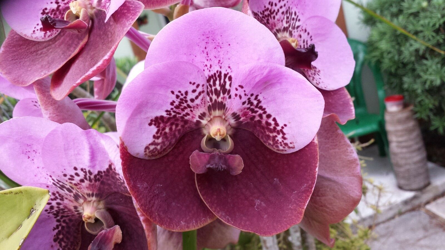 Vanda 3 Plants of Two Tone Color Special Pack