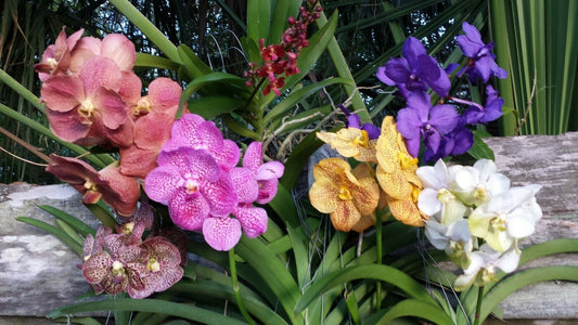 Vanda Various Colors in spike!!!
