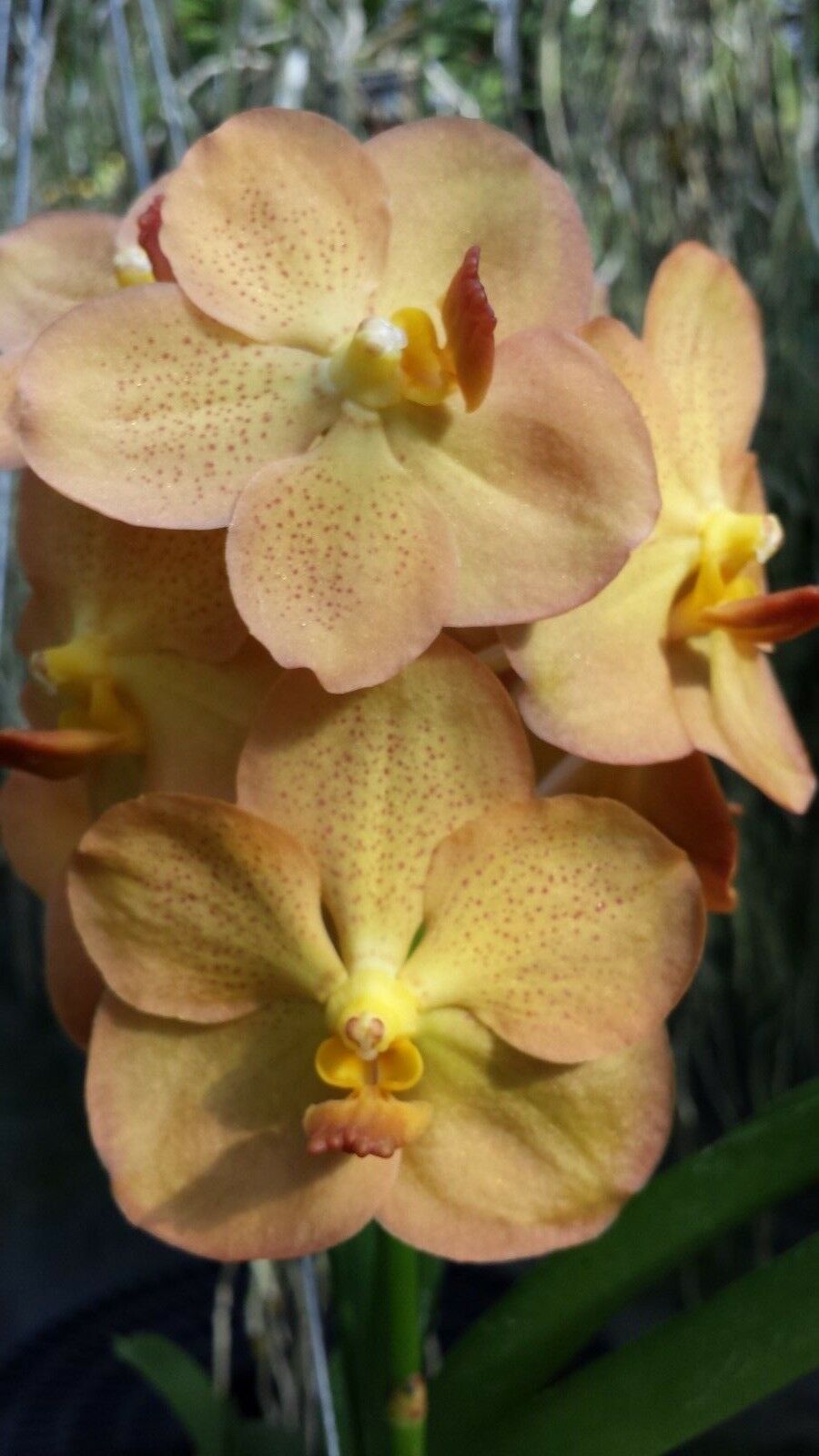 Vanda 3 Plants of Yellow Color Special Pack Exotic Tropic