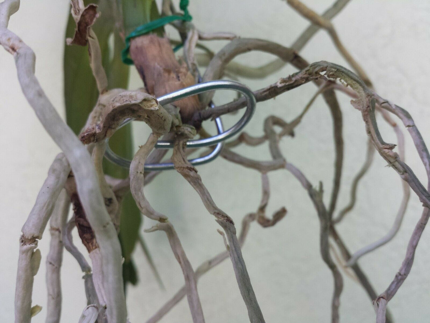Vanda wire hanger adjustable 20 - 36" no basket needed