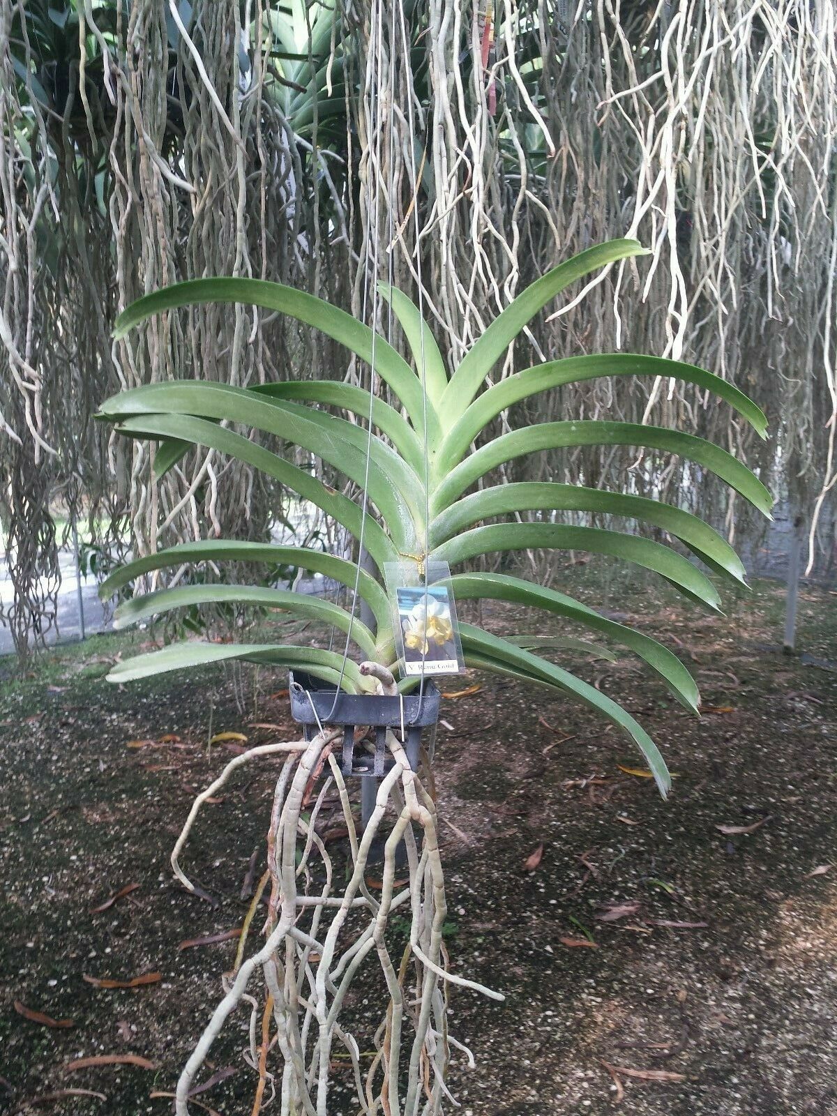 Vanda Various Fragrant in spike!!!