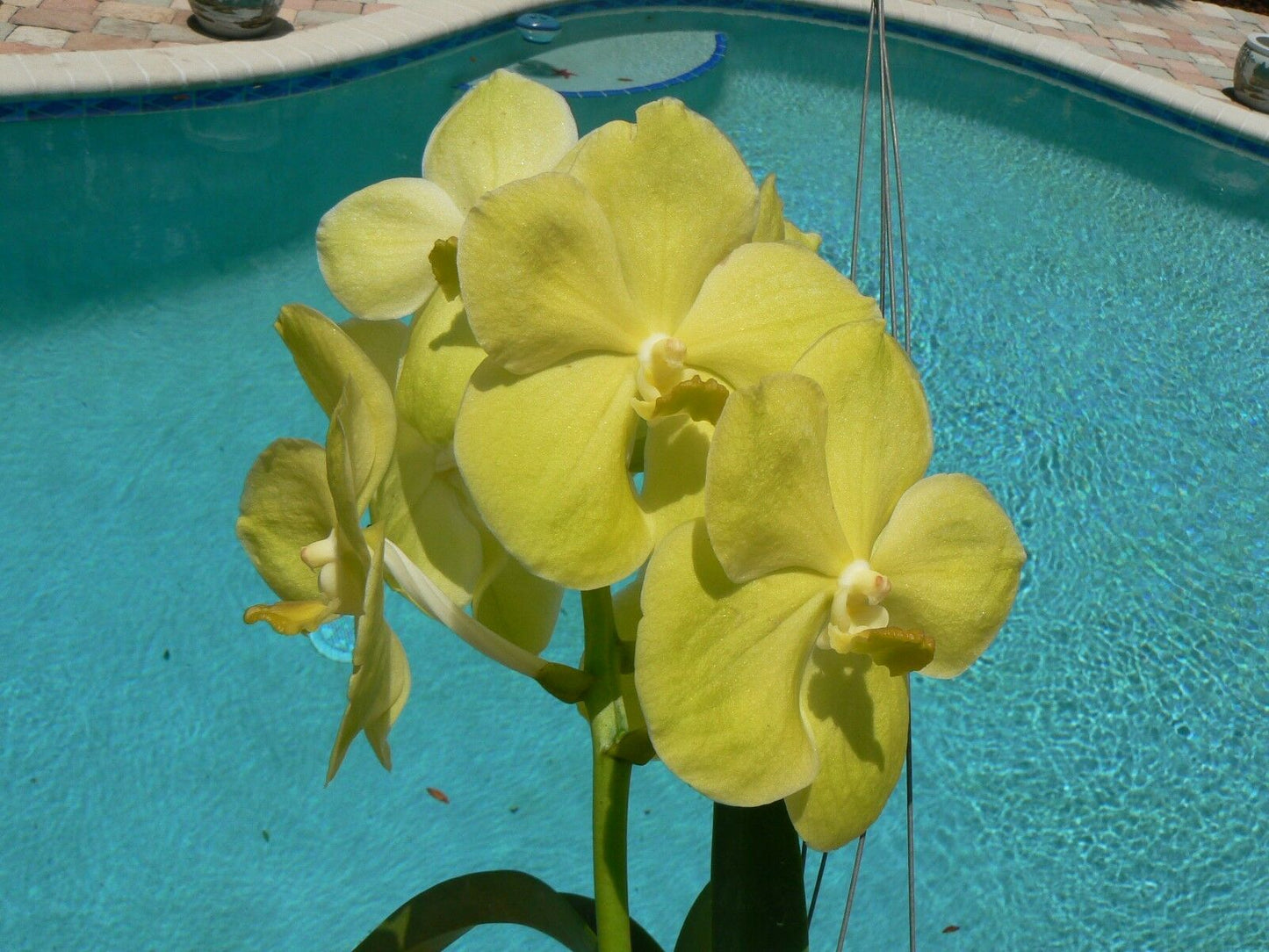 Vanda 3 Plants of Yellow Color Special Pack Exotic Tropic