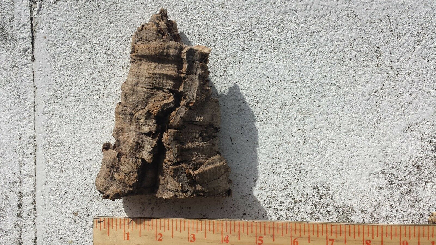 Cork Bark mounting with hanging wire attached small to X-large sizes