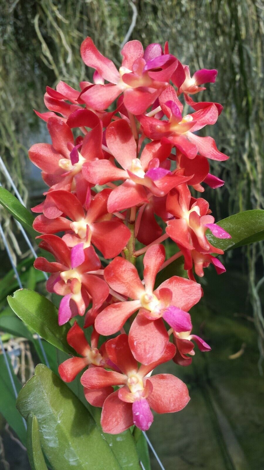 Vanda Various Fragrant in spike!!!