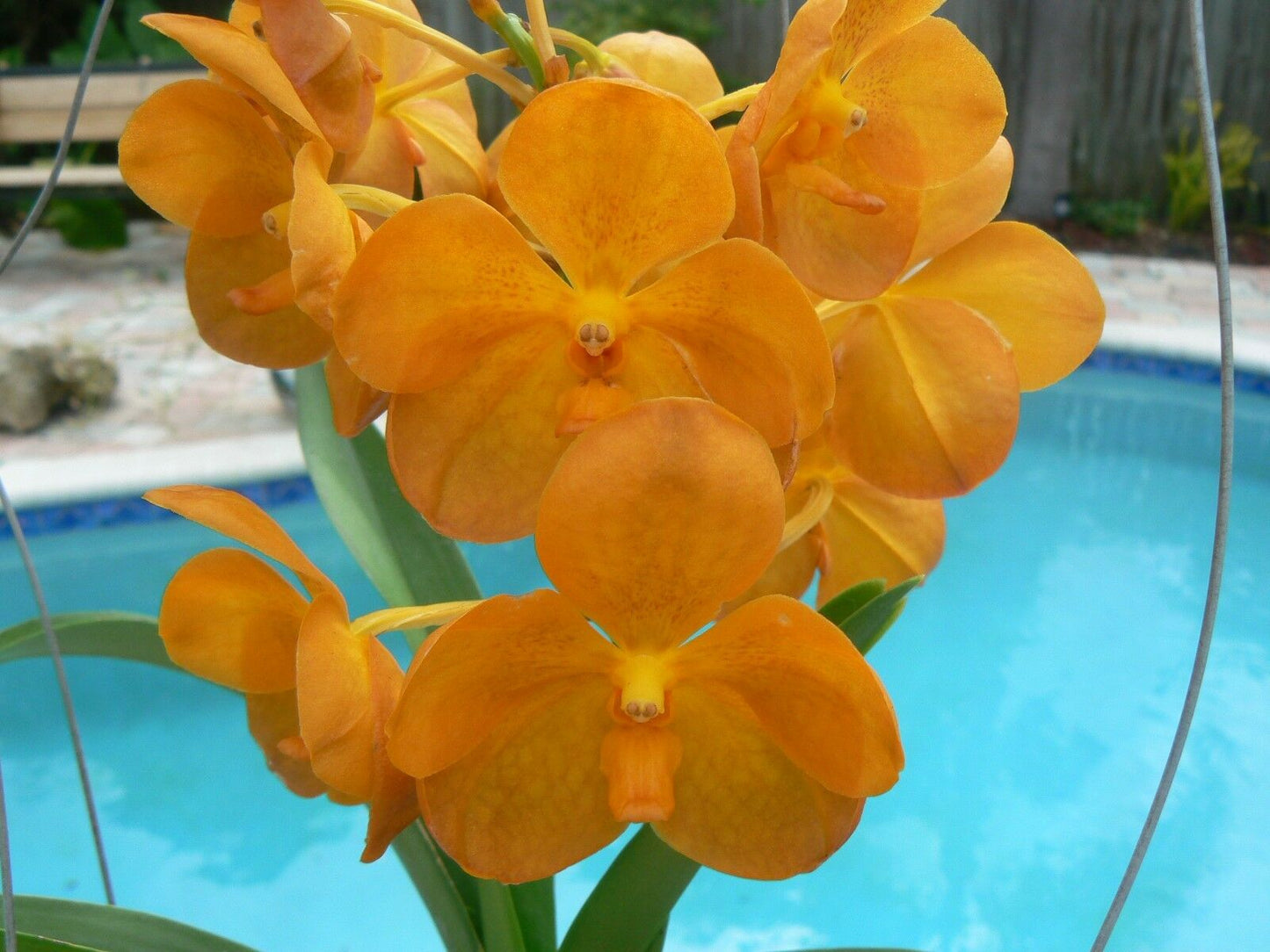 Vanda 3 Plants of Yellow Color Special Pack Exotic Tropic