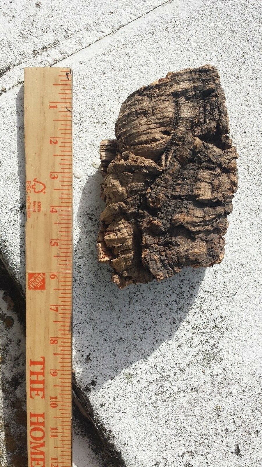 Cork Bark mounting with hanging wire attached small to X-large sizes