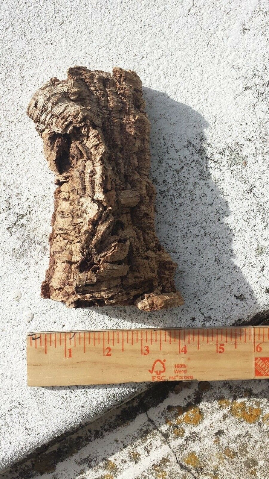 Cork Bark mounting with hanging wire attached small to X-large sizes