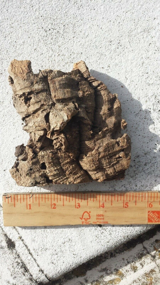 Cork Bark mounting with hanging wire attached small to X-large sizes