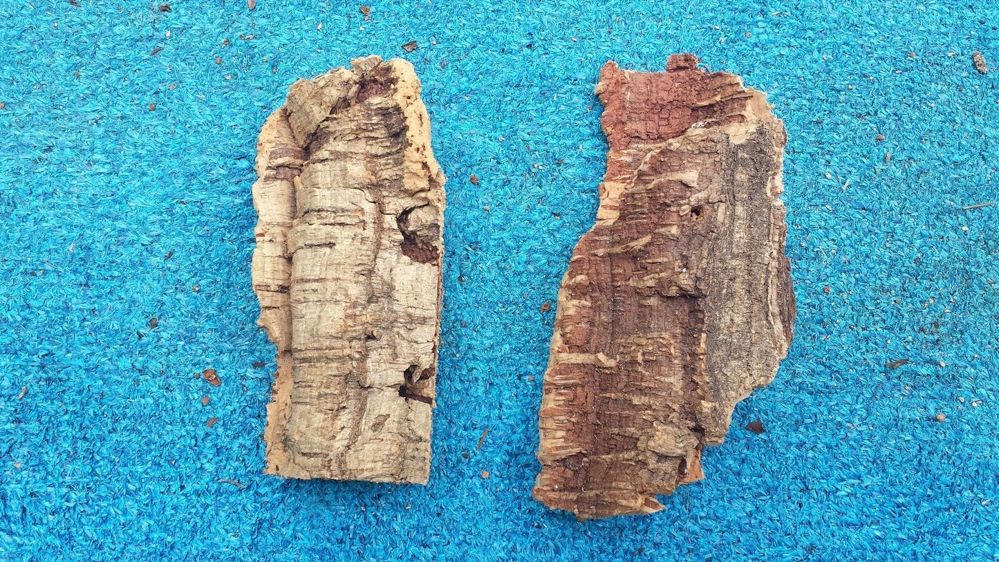 Cork Bark mounting with hanging wire attached small to X-large sizes