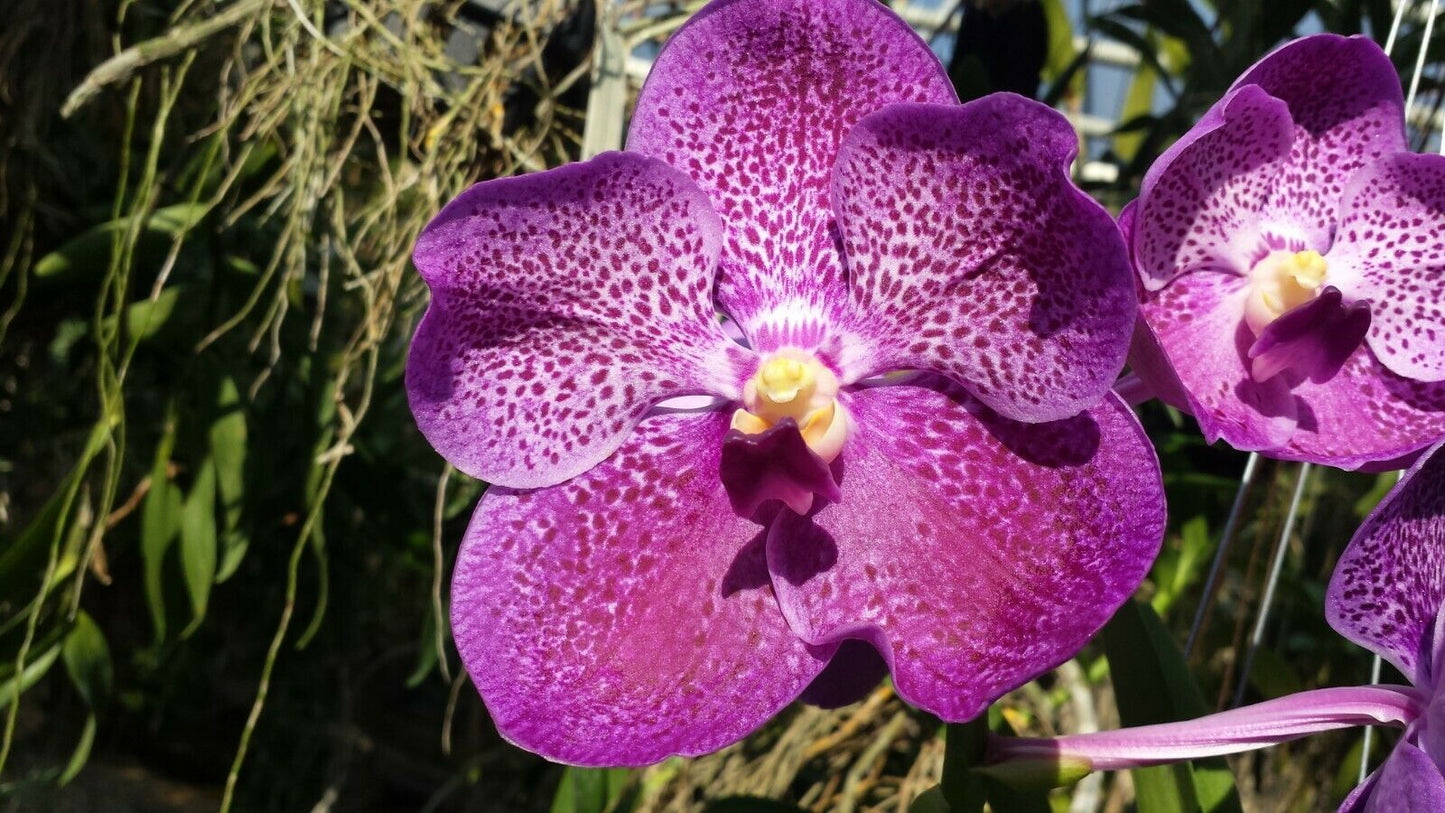 Vanda Various Colors in spike!!!