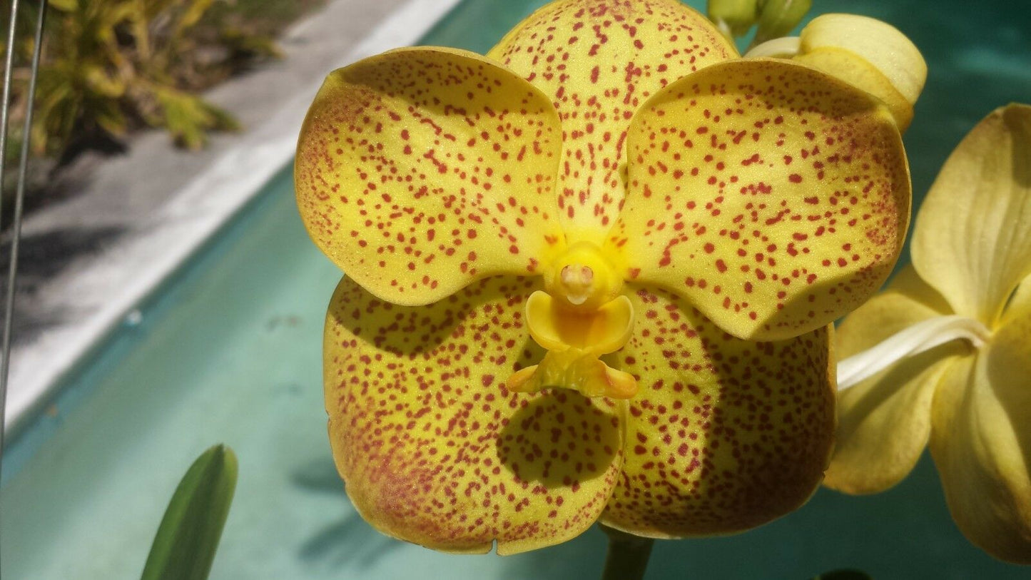Vanda 3 Plants of Yellow Color Special Pack Exotic Tropic