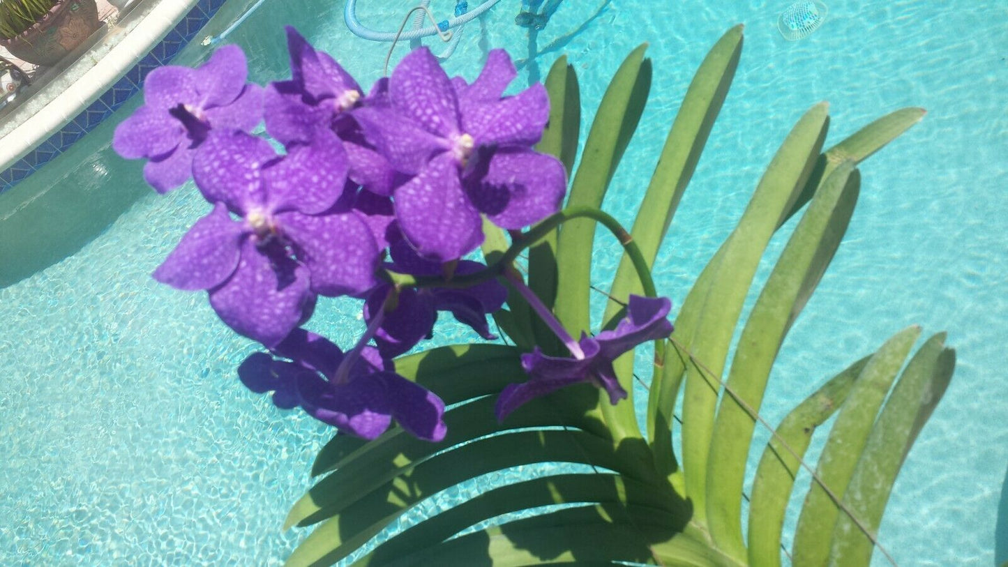 Vanda Various Colors in spike!!!