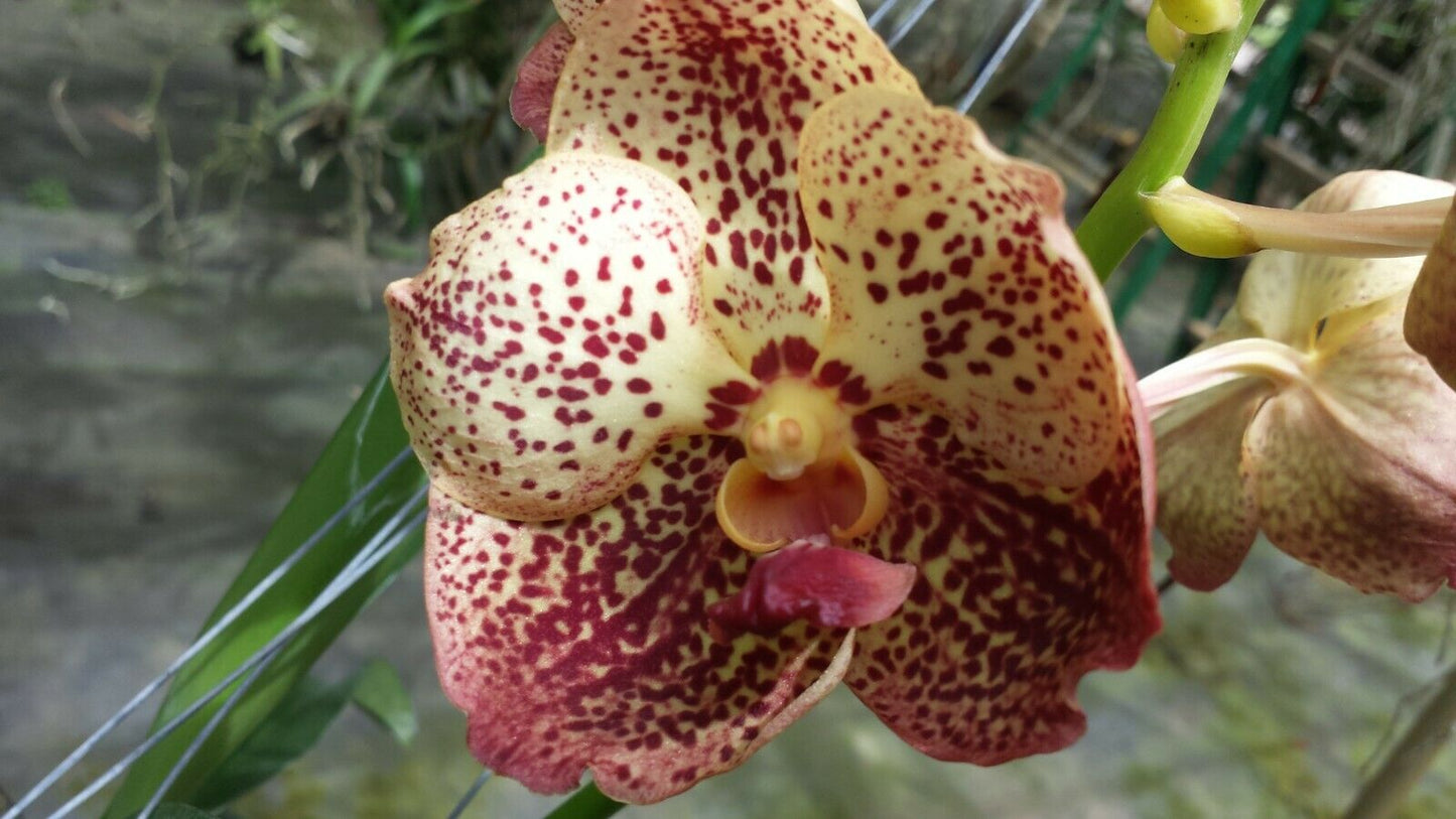 Vanda Various Colors in spike!!!