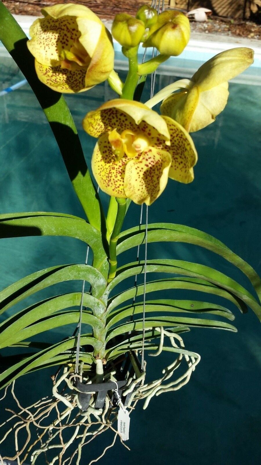 Vanda 3 Plants of Yellow Color Special Pack Exotic Tropic