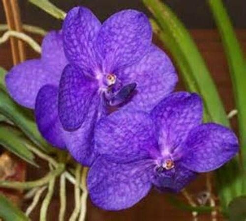 Vanda 3 Plants of Purple Color Special Pack Exotic Tropic