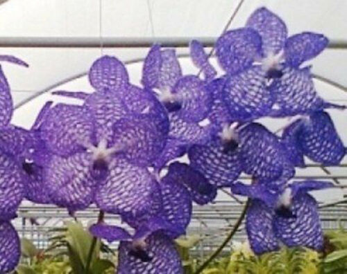 Vanda 3 Plants of Purple Color Special Pack Exotic Tropic