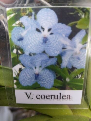 Vanda coerulea Blue Form