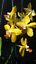 Vanda 3 Plants of Yellow Color Special Pack Exotic Tropic