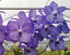 Vanda 3 Plants of Purple Color Special Pack Exotic Tropic