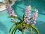 Vanda 3 pack fragrant Mad Happenings Exotic Tropical Hanging Plant